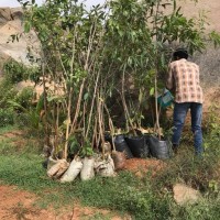 Healthy Plants  6 & to  8  feet tall well grown Trees ready for planting